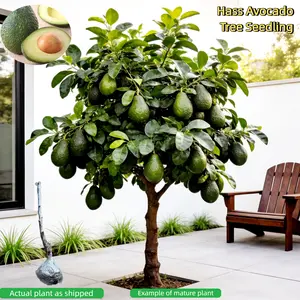 Dwarf Hass Avocado Tree Seedling - Fresh Bare Root, Healthy Roots, Compact Size for Patio or Backyard, Ideal for Home Gardeners Perennial Non-GMO Sapling Plant Fruit Fast-Growing Hardy