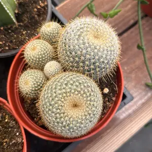 Mammillaria Cluster 6 inch pot Plant Cactus
