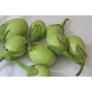 Apple Green Eggplant SEEDS (Solanum melongena) ASIAN VEGETABLE