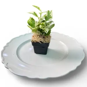 Tofu's Tanks Pothos "N'Joy" - Grows great with roots in aquarium water and leaves in air