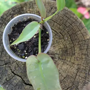 Philodendron Atabapoense MINIS
