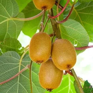 Kiwi Seeds for Planting, 30+ Seeds per Packet, 50-70% Germination in Prime Conditions, Tree/Vine, Scientific Name: Actinidia chinensis, Great Fruit Garden Gift