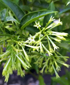 Night Blooming Jasmine Plants Live, 5 to 8 Inches Tall, Cestrum Nocturnum Plant Jasmine Vine Plant