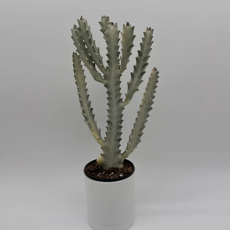 ceramic flower pots cheap Ceramic Flower Pot with Drainage and Bamboo Tray