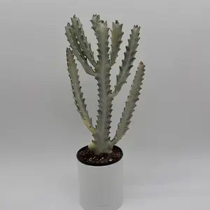 Euphorbia Dragon Bone ‘Ghost’ 4” Pot – African Milk Tree | Rare White Cactus | Drought Tolerant Succulent | Low Maintenance Indoor Plant