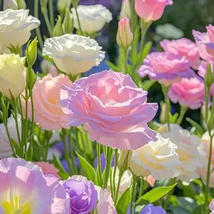 800+pcs Mixed Color Eustoma/Lisianthus Grandiflorum Seeds – Elegant & Colorful Blooms, Fast-Growing, Easy to Grow, Ideal for Gardens & Pots