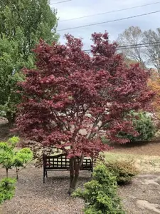 Acer palmatum 'Fireglow' Red Upright Japanese Maple