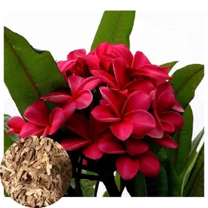 10 Dark Pink Plumeria Seeds - Flower Seed Pack, Fragrant Tropical Blooms, Perennial Plant Seeds for Garden, Premium Plumeria Seeds for Containers and Warm Climates