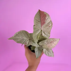 Syngonium Milk Confetti 4” | Pink Speckled Syngonium | Live Plant