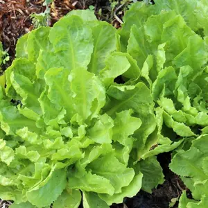 Broadleaf Batavian Endive Seeds (Cichorium endivia) – Open Pollinated, Crisp Heirloom for Salads, Soups & Italian Culinary Dishes