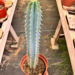 Blue torch Cactus Plant 6 inch pot