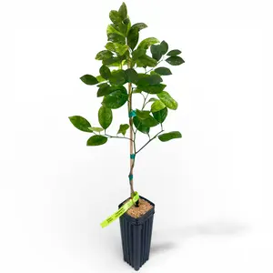 Calamondin Tree | No Ship CA AZ LA FL | US Citrus Nursery | Sweet Tangy Kalamansi, Asian Cooking Citrus, Natural Live Citrus Plant, Indoor Outdoor Container Fruit Tree |