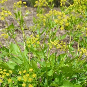 Heart Leaved Meadow Parsnip