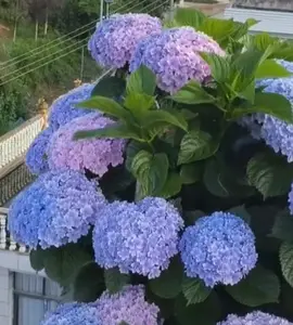 30PCS Mixed Hydrangea Seeds Stunning Colorful Blooms for Garden Borders Containers Flower Beds Year-Round Beauty elegant Double-Flowered Floral Decor