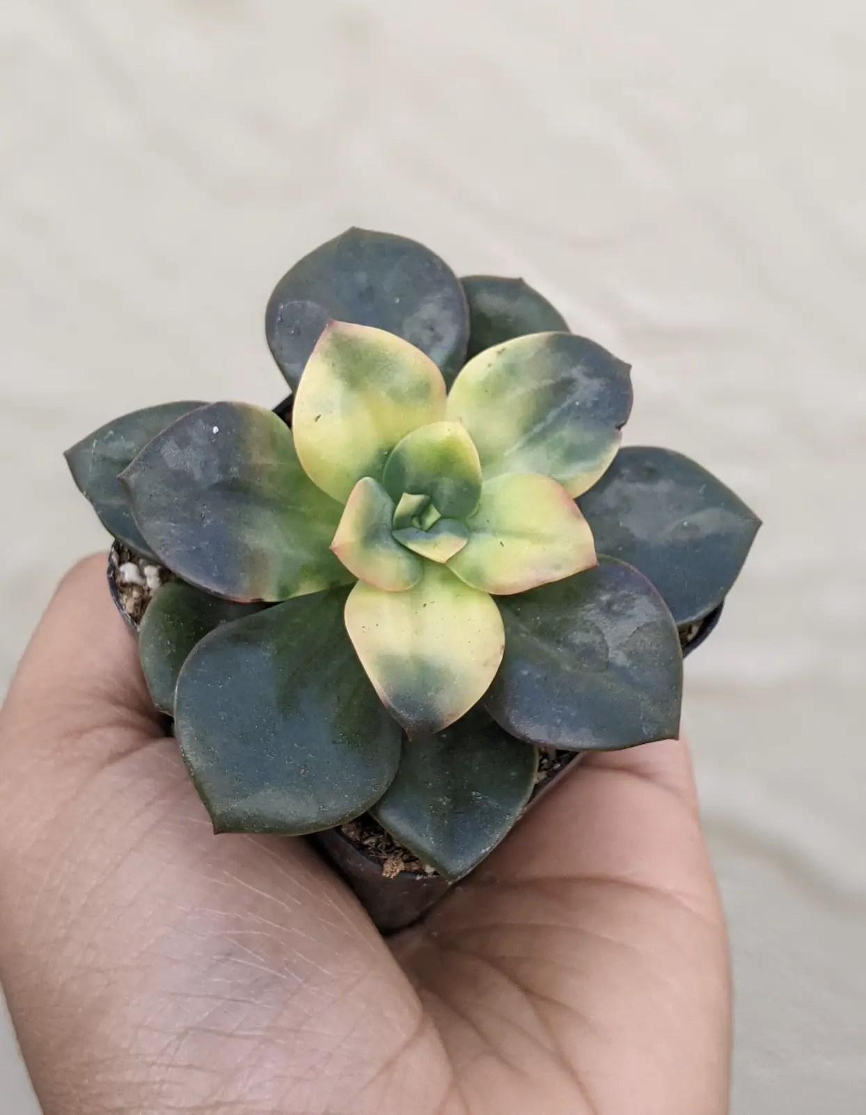 Echeveria Chroma Succulent, Colorful Live Plant, 2.5"