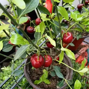 Live Cherry Fruit Tree Seedlings Hardy Deciduous Shrub Plants Suitable for patios, lawns, backyards, and home garden landscaping