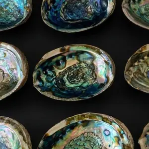 Abalone Shell Ritual Bowl Natural Smudging & Offering Tool for Sacred Space Palo Santo Spiritual Work Burning Ash Healing Energy Clearing