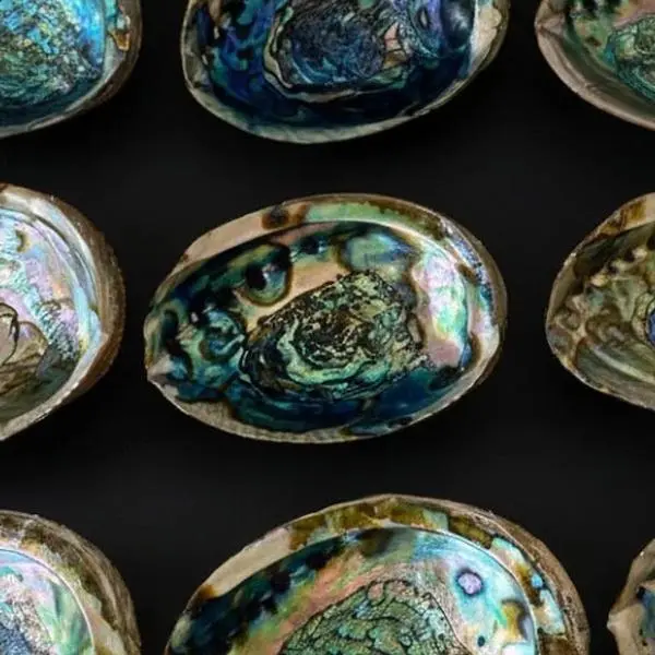 Natural Abalone Shell Ritual Bowl – Offering & Incense Holder
