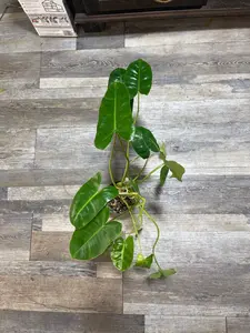 Reverted Variegated Burle Marx Rare Philodendron Plants