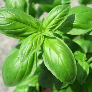 Sweet Basil | Two Live Herb Plants | Non GMO, Gardener Favorite, Harvest All Season