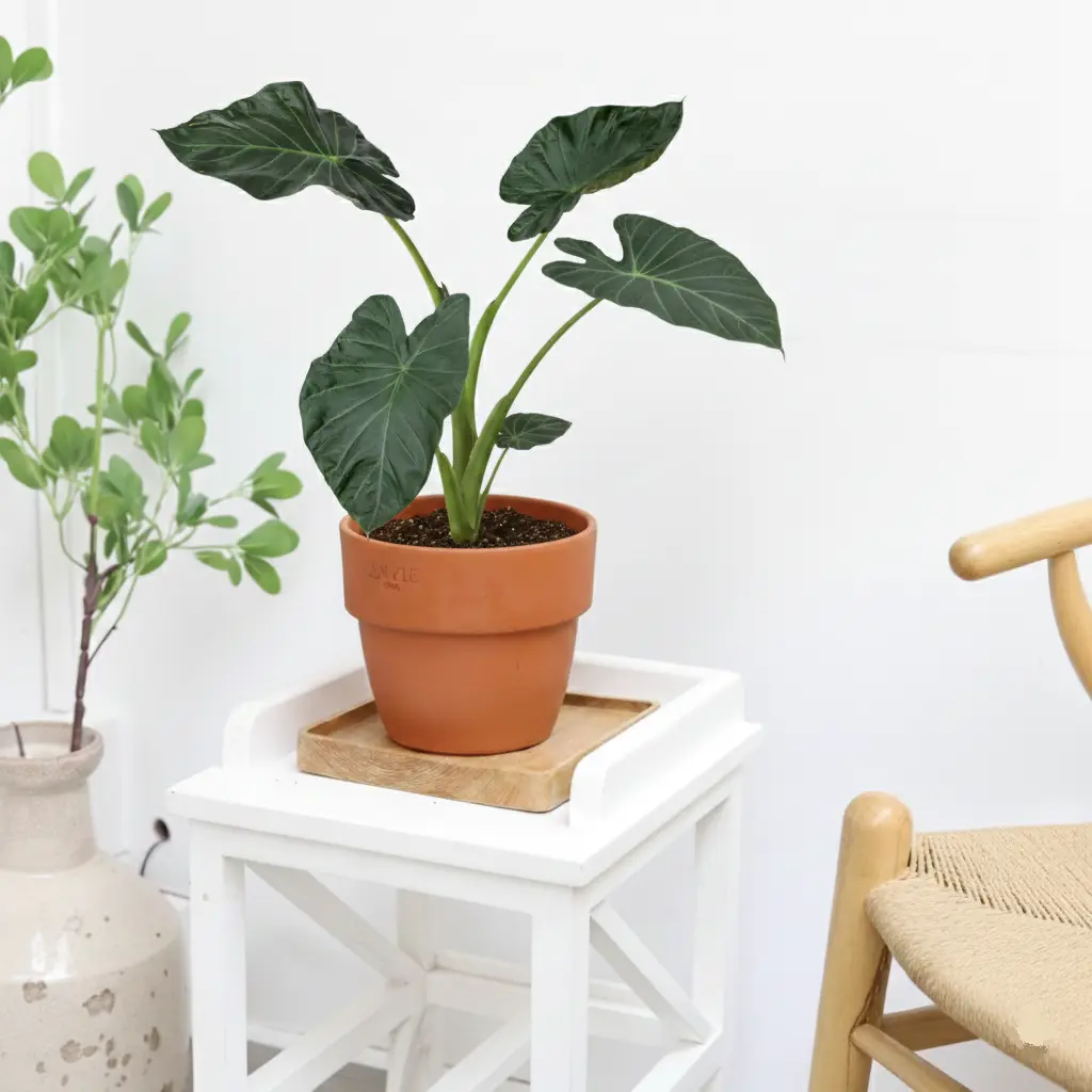 Alocasia 'Regal Shields'