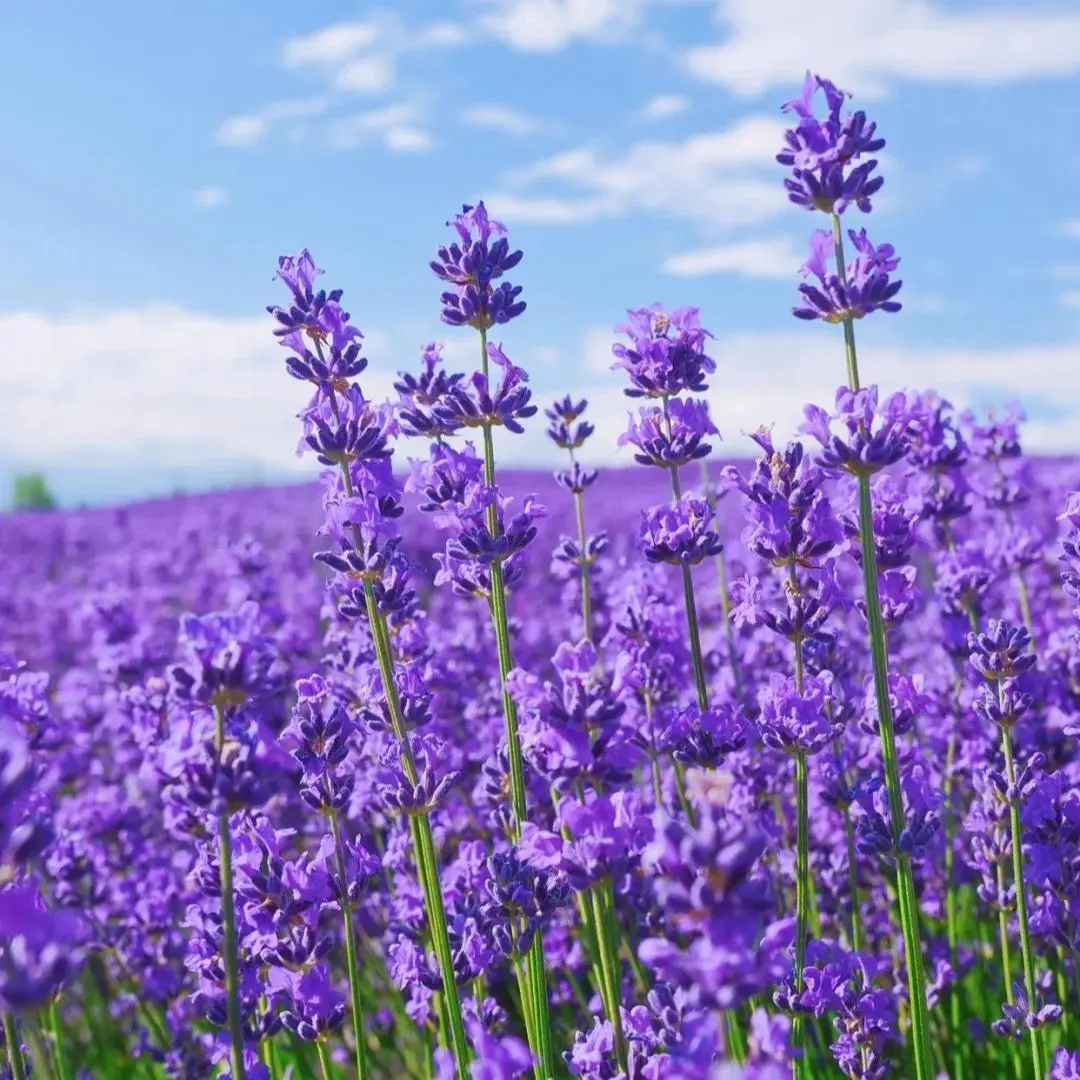 Non-GMO Lavender Seeds (200+) - Vibrant Purple Blooms, Calming Fragrance, Bee Attractant for Garden Border, Border for Garden & Aromatic Ground Cover