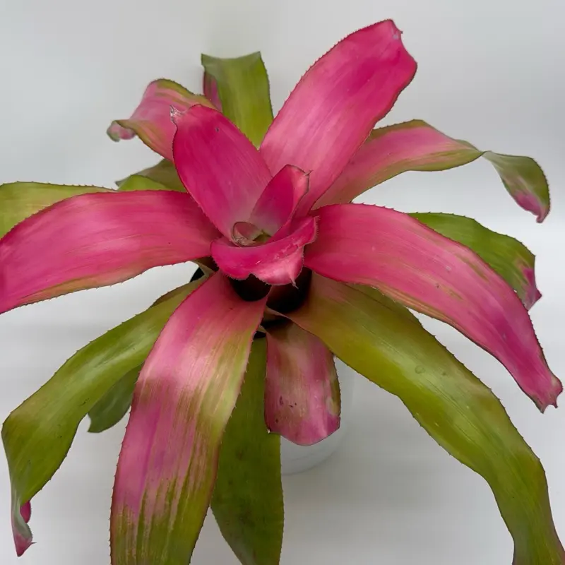 Neoregelia Sexy Pink Indoor Tropical House Plant - 6” Pot, Low-Maintenance, Easy-to-Care-For (Home Improvement Garden Supplies)