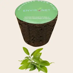 3" Preseeded Herb Seeds Starter Plug - Sage