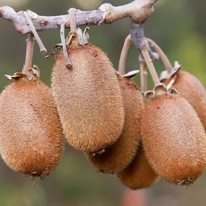 Kiwi Fruit Seeds (25 Seeds) Kiwi, Kiwi Fruit, Chinese Gooseberry, Actinidia chinensis, Actinidia,