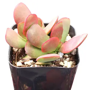 Crassula pubescens ssp. radicans - Large Red Carpet Stonecrop