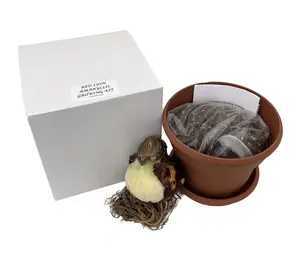 Red Lion Amaryllis Growing Kit - Great Gift! - Bulb/Pot/Soil -30/32cm Bulb