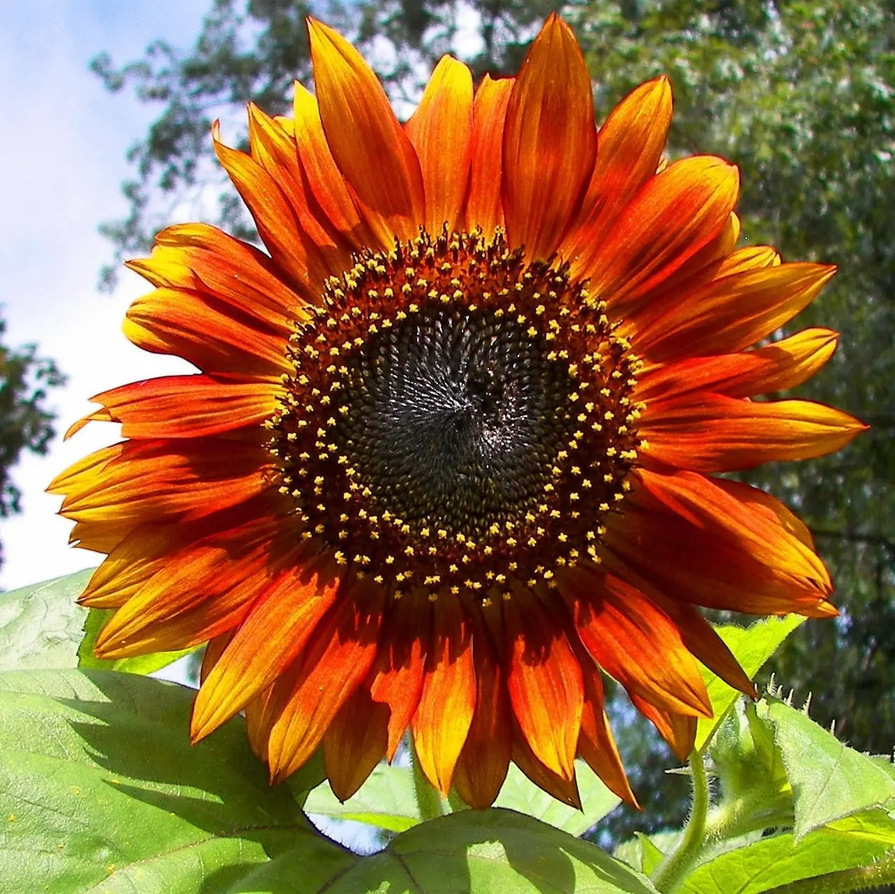 TomorrowSeeds - Autumn Beauty Sunflower Seeds -  Non GMO USA Garden Flowers Big Orange Red Yellow Sun Flower Seed For 2024 Season