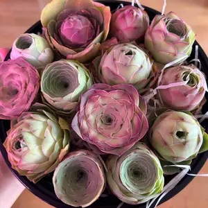 Aeonium Aureum DP 3/6/12-Pack  Rare Live Succulents 0.5-1.5 Inch, Easy Care Bare Root Plants, Indoor Decor, Plant Lover Gift