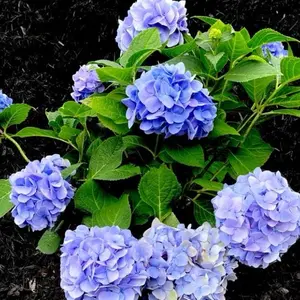 Blue Hydrangea 1 Gallon - Compact Potted Plant with Blue Flowers, Ideal for Home Decor