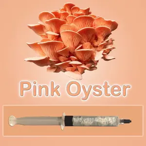 Pink Oyster Mushroom Liquid Culture