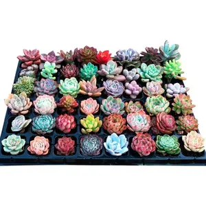 Succulent Plant Collection - 12 Pieces with Roots Mixed Package - 10+ Varieties for All Seasons - Ideal for Succulent Enthusiasts