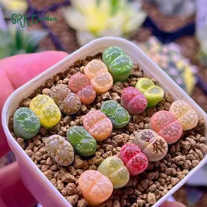 Lithops Live Plant 0.3" to 0.7" size Random Color, Rare Succulents