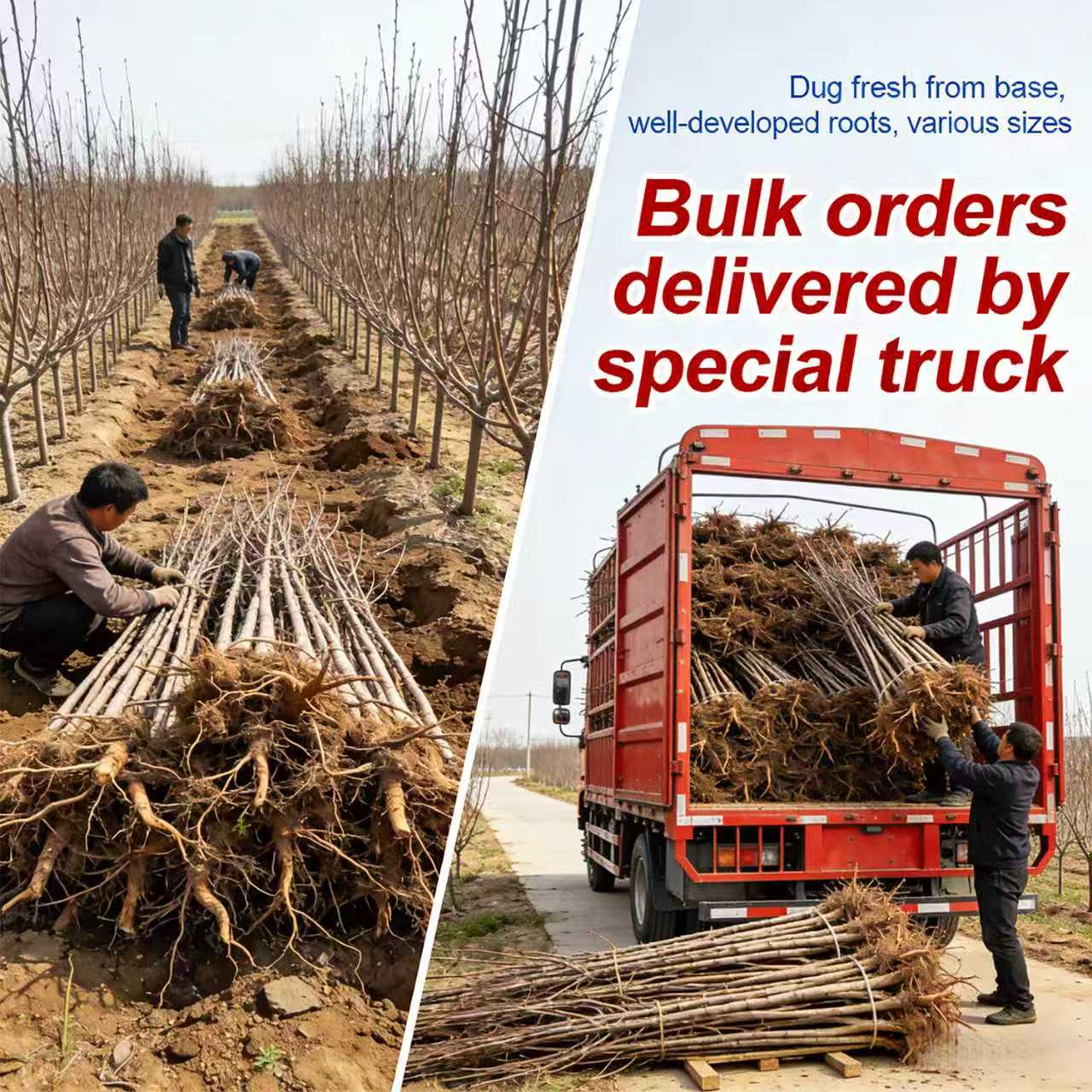 Sweet Honey Peach Tree Sapling | Homegrown Fruit | Self-Fertile Variety | Sturdy Root System | Ideal for Backyard Gardens & Outdoor Planting | Easy to Care For | Suitable for Gardeners & Beginners