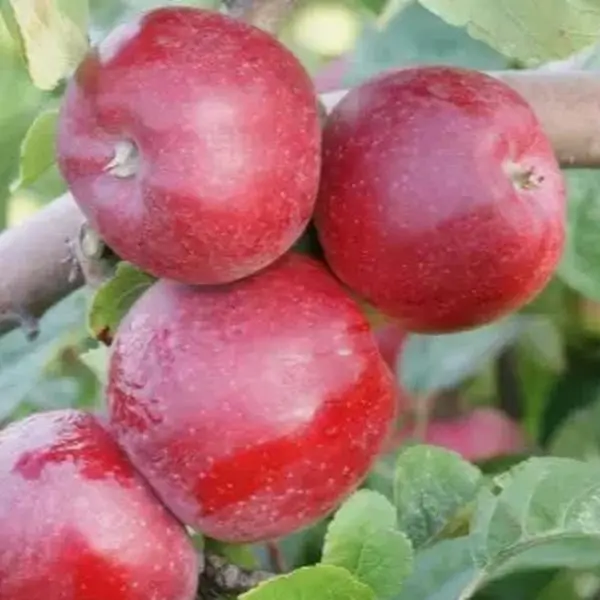 Red Apple Seed 200 pcs Pack – Large Perennial Heirloom Non-GMO Apple Seeds for Outdoor & Indoor Growing, Giant Bush Variety with High Germination Rate