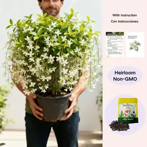 【BUY 2 GET 1 FREE】Trailing Jasmine Flower Seeds-Fragrant Plant for Planting Garden Home Four Seasons Evergreen Silver Jasmine Garden Balcony Climbing Flower Non-GMO,Jasmine seeds,indoor plants