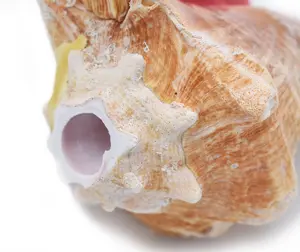 Authentic Bahama Pink Queen Conch Seashell Horn (Trumpet) Beach Wedding Awesome