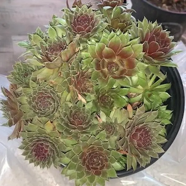 Royal Ruby Sempervivum - All Seasons Plant Without Additional Details or Attributes Specified