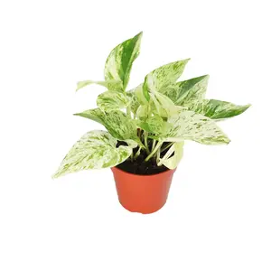 Pothos Snow Queen plant - 4"  From California Tropicals