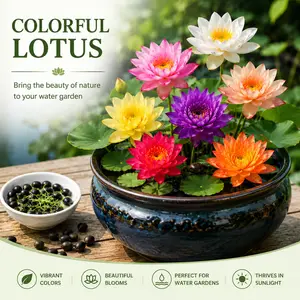20+ Pcs Mixed Color Bowl Lotus Seeds - Water Lily Flower Seeds, High Germination, Soilless Hydroponic, Easy Grow Indoor Outdoor Home Garden Pond Decor