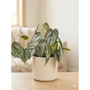 Philodendron 'Brandtianum'