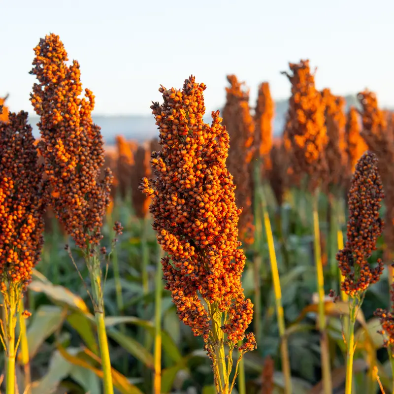 Milo Grain Sorghum Seed Treated (Sorghum bicolor) Treated grain sorghum seed with drought tolerance and reliable yields. Perfect for feed grain, wildlife plots, and dryland farming.