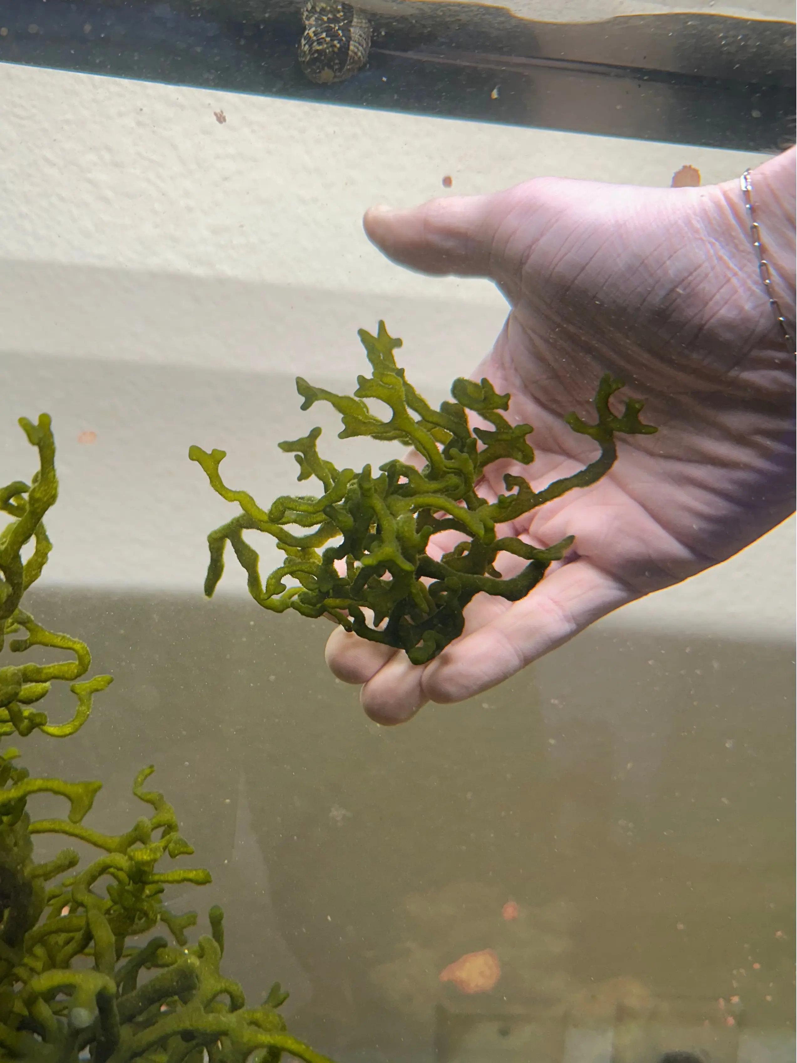 Codium Macroalgae