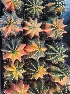 Giant Mature Gymno Cactus 4"+ - You Choose It Live! Variegated & Colorful Options Available - Limited Availability - Ships Bare Root from USA - #LivePlantSale #Gymnocalycium #RareCactus #CactusCollectors