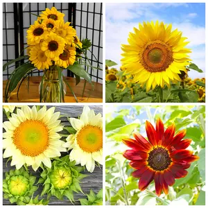 50 Pcs Mixed Sunflower seeds ornamental plants indoor balcony courtyard