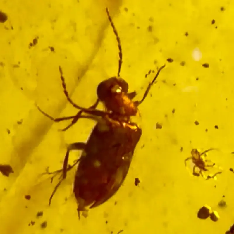 Cretaceous Amber Firefly and Cocon Fossil Specimen from Myanmar Rare Prehistoric Collectible Over 100 Million Years Old Preserved Natural History Non-Returnable